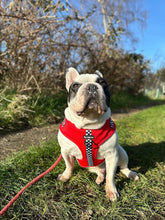 Load image into Gallery viewer, FURrari Bundle: Harness + Lead + PBH