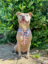 Load image into Gallery viewer, Coconutty Bundle: Harness + Lead + PBH