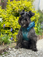 Load image into Gallery viewer, Seafoam Bundle: Harness + Lead + PBH
