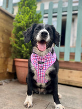 Load image into Gallery viewer, Bubblegum Plaid Bundle: Harness + Lead + PBH
