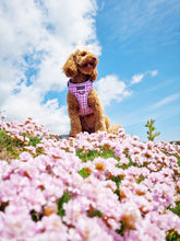 Load image into Gallery viewer, Bubblegum Plaid Harness