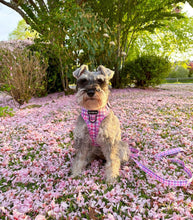 Load image into Gallery viewer, Bubblegum Plaid Bundle: Harness + Lead + PBH