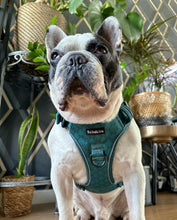 Load image into Gallery viewer, Seafoam Explorer Harness