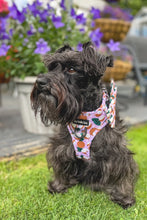 Load image into Gallery viewer, Coconutty Harness