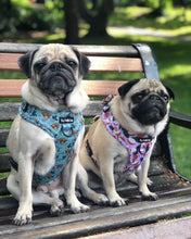 Load image into Gallery viewer, Coconutty Bundle: Harness + Lead + PBH