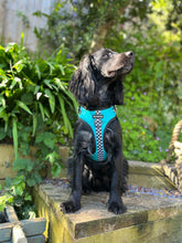 Load image into Gallery viewer, PAWcedes Bundle: Harness + Lead + PBH