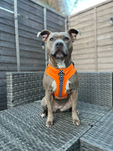 Load image into Gallery viewer, RESTOCKED - MCLAWren Harness