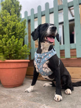 Load image into Gallery viewer, Mine Mine Mine Harness