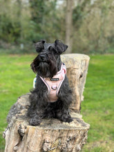 Load image into Gallery viewer, Coral Explorer Harness