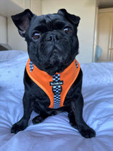 Load image into Gallery viewer, RESTOCKED - MCLAWren Bundle: Harness + Lead + PBH