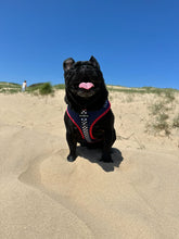 Load image into Gallery viewer, Red Dog Bundle: Harness + Lead + PBH