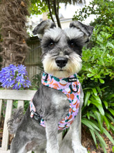 Load image into Gallery viewer, Coconutty Bundle: Harness + Lead + PBH