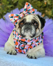 Load image into Gallery viewer, Coconutty Bundle: Harness + Lead + PBH