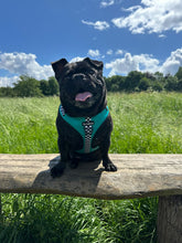 Load image into Gallery viewer, PAWcedes Bundle: Harness + Lead + PBH