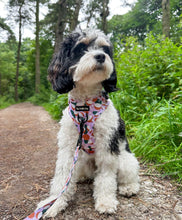 Load image into Gallery viewer, Coconutty Bundle: Harness + Lead + PBH