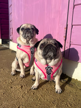 Load image into Gallery viewer, Girl Racer - CHARITY Harness