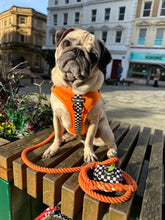 Load image into Gallery viewer, RESTOCKED - MCLAWren Bundle: Harness + Lead + PBH