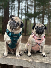 Load image into Gallery viewer, Coral Explorer Harness