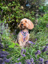 Load image into Gallery viewer, Coconutty Bundle: Harness + Lead + PBH