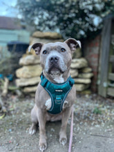 Load image into Gallery viewer, Seafoam Bundle: Harness + Lead + PBH