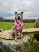 Load image into Gallery viewer, Girl Racer - CHARITY Harness