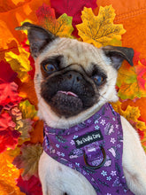 Load image into Gallery viewer, Looking Sharp Harness