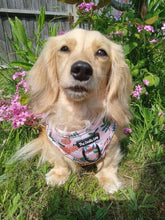 Load image into Gallery viewer, Orange Blossom Harness