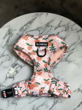 Load image into Gallery viewer, Orange Blossom Harness