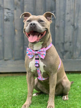 Load image into Gallery viewer, Blushroom