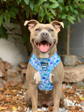 Load image into Gallery viewer, Funguy Harness * SECONDS*