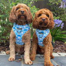 Load image into Gallery viewer, Funguy Harness * SECONDS*