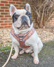 Load image into Gallery viewer, Giraffic Park Harness