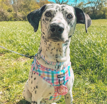 Load image into Gallery viewer, Picnic Plaid Harness