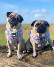 Load image into Gallery viewer, Picnic Plaid Harness