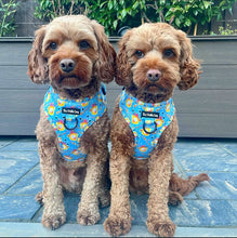 Load image into Gallery viewer, Honey Heist Harness