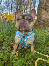 Load image into Gallery viewer, Honey Heist Harness