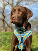 Load image into Gallery viewer, Honey Heist Harness