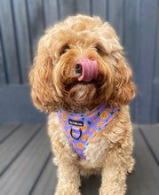 Load image into Gallery viewer, Pizza My Heart Harness