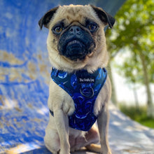 Load image into Gallery viewer, Whaling Around Harness