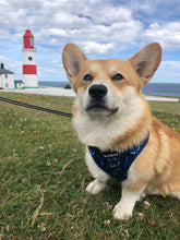 Load image into Gallery viewer, Whaling Around Harness