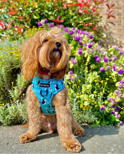 Load image into Gallery viewer, All Or Puffin Harness