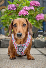 Load image into Gallery viewer, Summer Meadow Harness