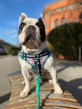 Load image into Gallery viewer, Peppermint Plaid Harness