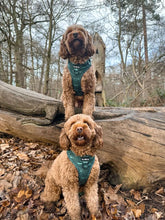 Load image into Gallery viewer, Croc N Roll Harness