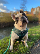 Load image into Gallery viewer, Croc N Roll Harness