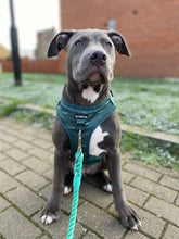 Load image into Gallery viewer, Croc N Roll Harness