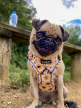 Load image into Gallery viewer, Sunpower Explorer Harness - *SECONDS *