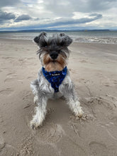 Load image into Gallery viewer, Whaling Around Harness