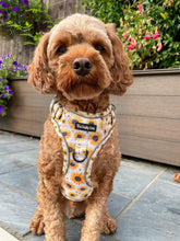 Load image into Gallery viewer, Sunpower Explorer Harness - *SECONDS *