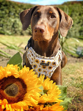 Load image into Gallery viewer, Sunpower Explorer Harness - *SECONDS *